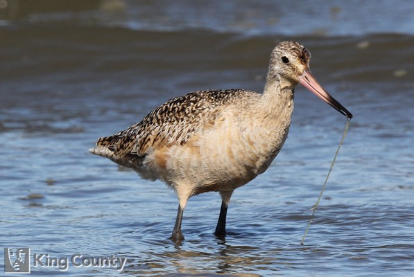 Photo of Limosa fedoa